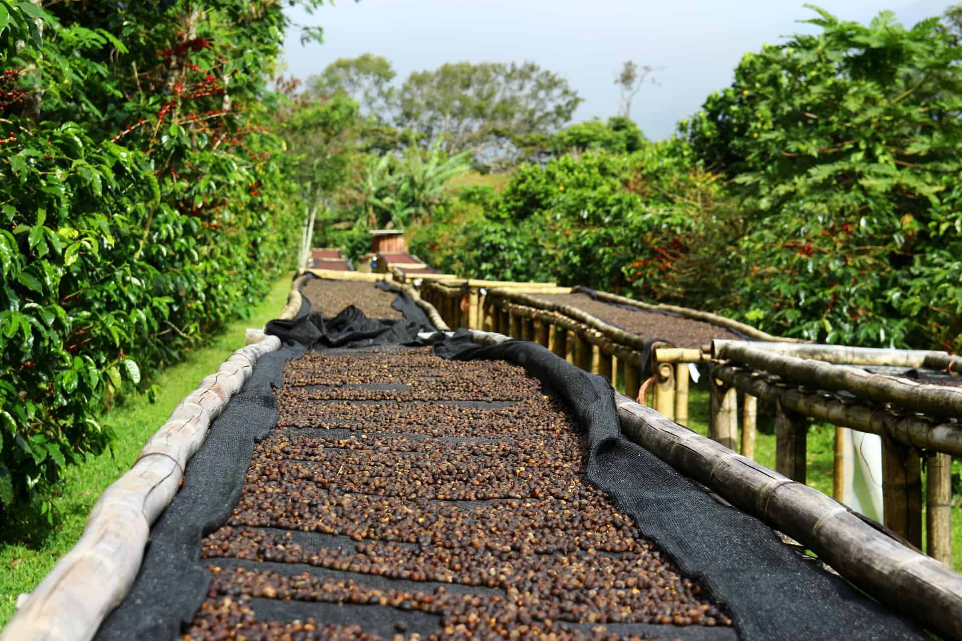 Coffee cherries lying to dry on bamboo raised beds in Boquete, Panama 2/3