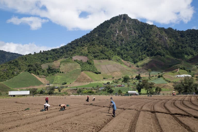 Alles, was Sie Über Panamas Landwirtschaft Wissen Müssen