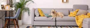 Finding the Right Pet-Friendly Apartment in Panama: What to Look For
